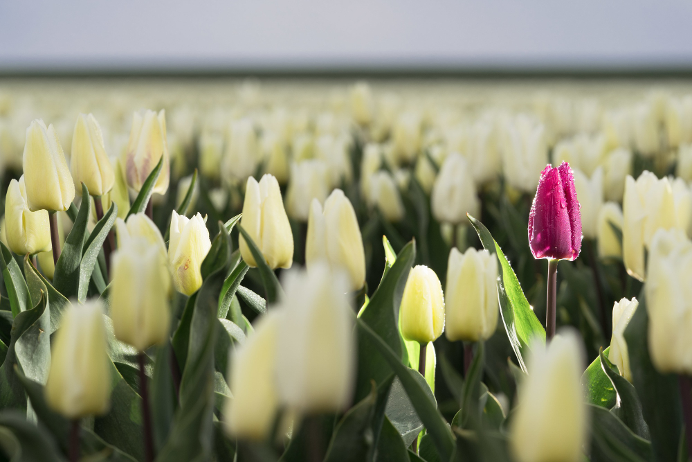 Tuliparty Torino: La tua scelta per i tulipani più belli della città